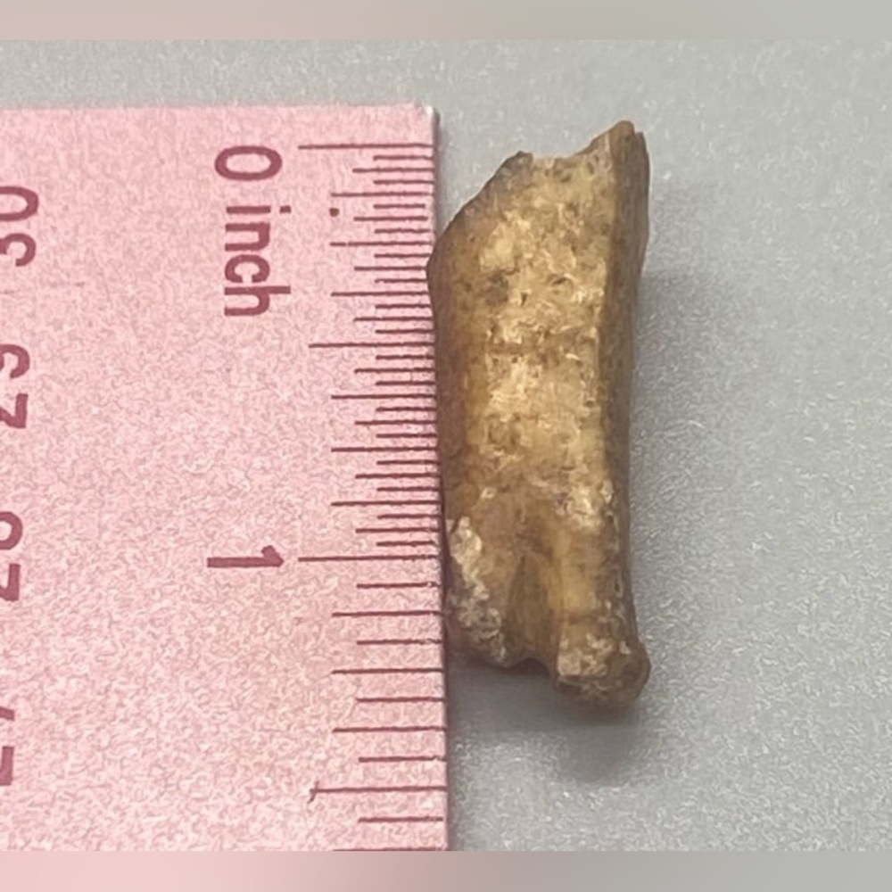 Vintage Fossil #7106 - Picture 3 of 6